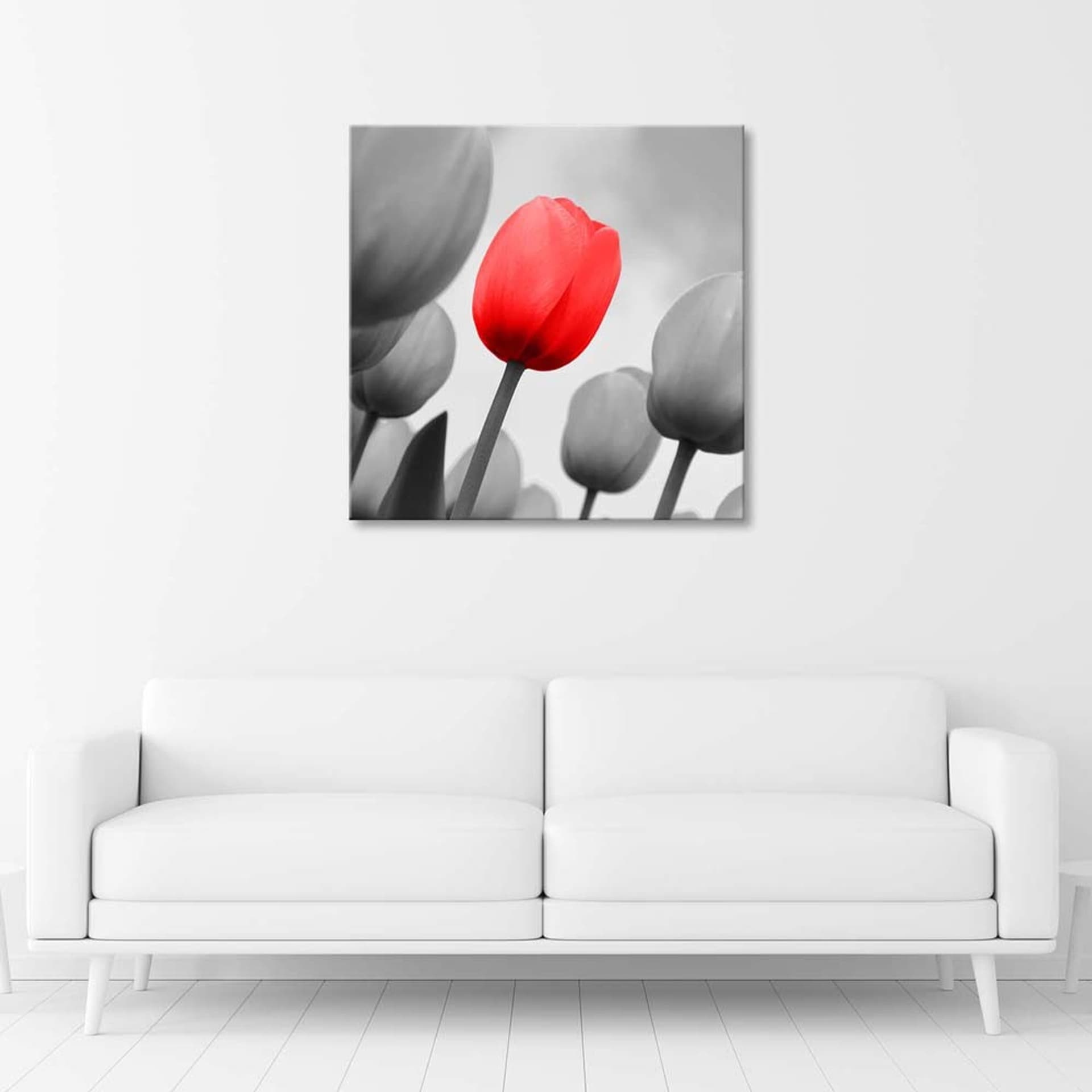 

Obraz na płótnie, Czerwony tulipan w szarości (Rozmiar 60x60)