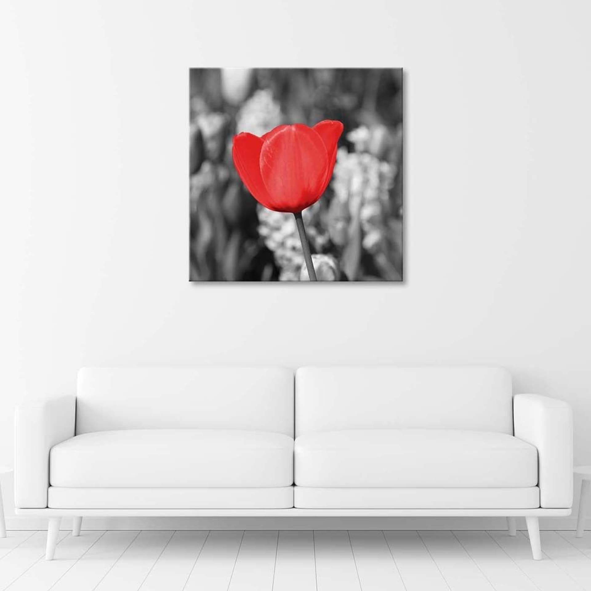 

Obraz na płótnie, Czerwony tulipan na łące (Rozmiar 60x60)