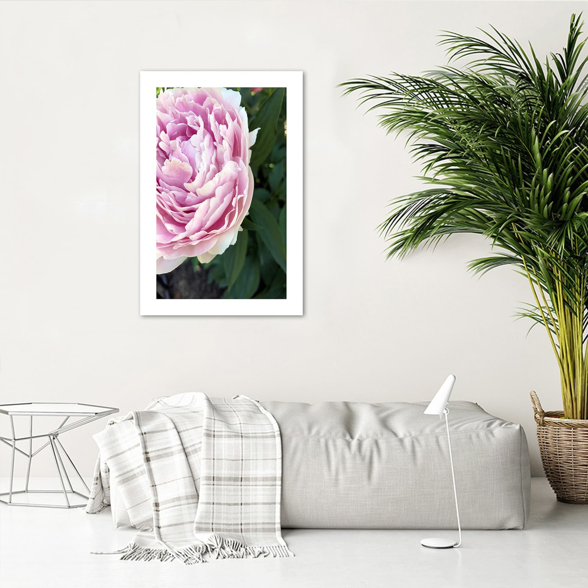 

Plakat, Śliczna różowa piwonia (Rozmiar 70x100)