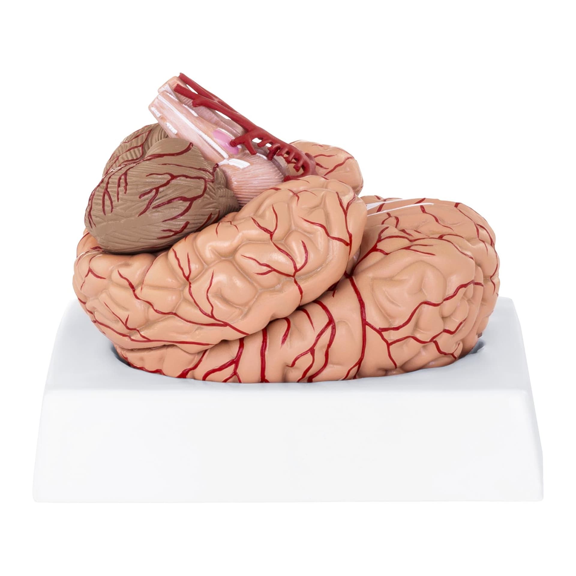 

Model anatomiczny ludzkiego mózgu 9 elementów w skali 1:1