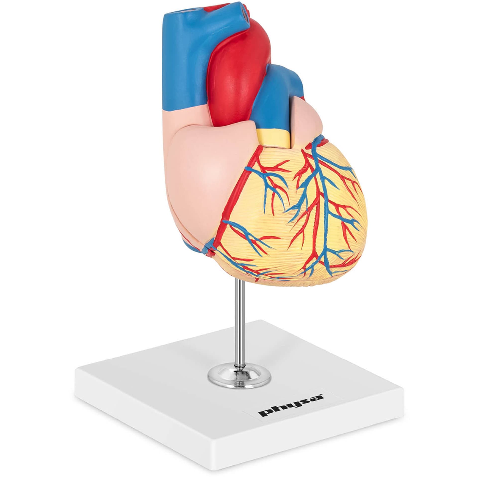 

Model anatomiczny serca człowieka 3D