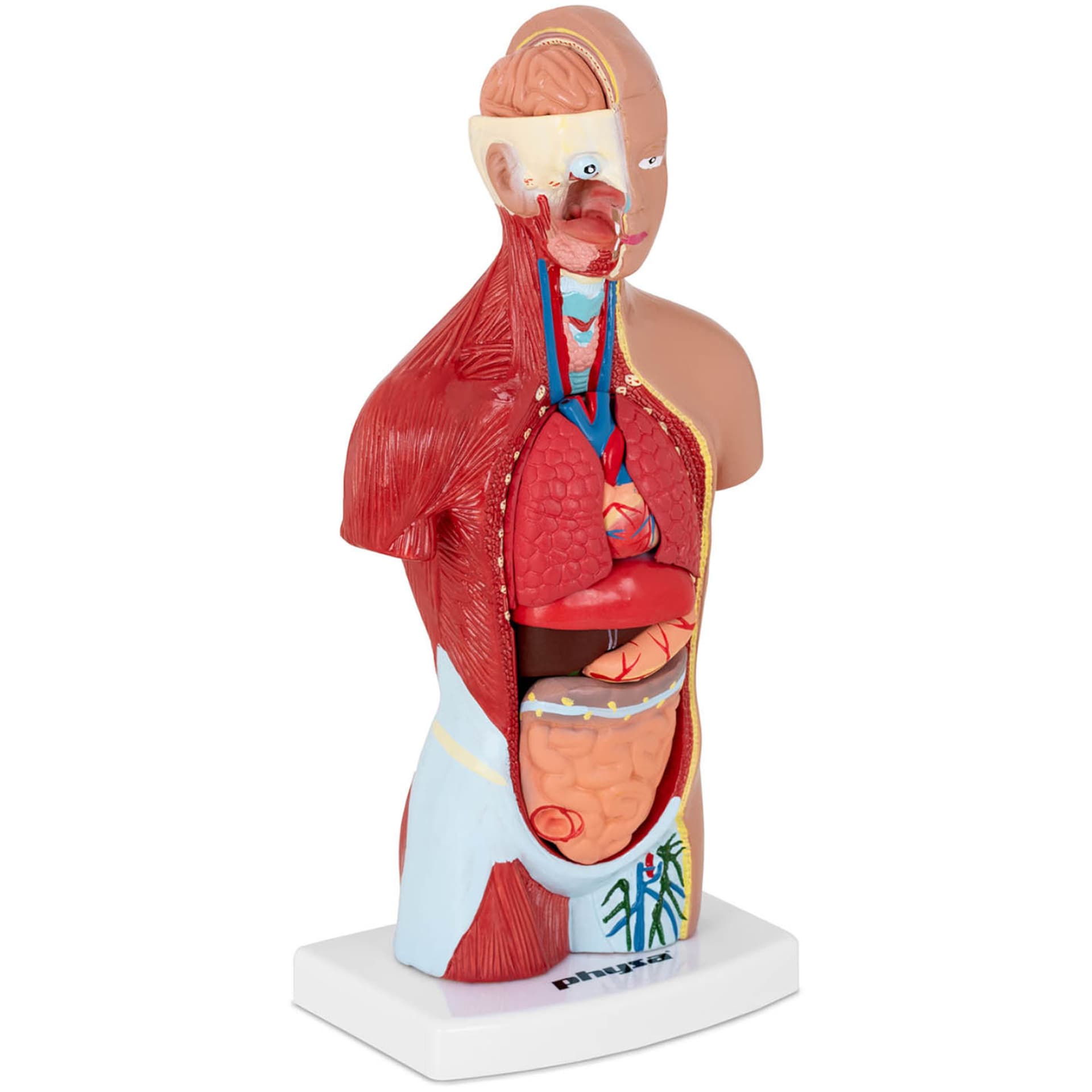 

Model anatomiczny 3D tułowia człowieka