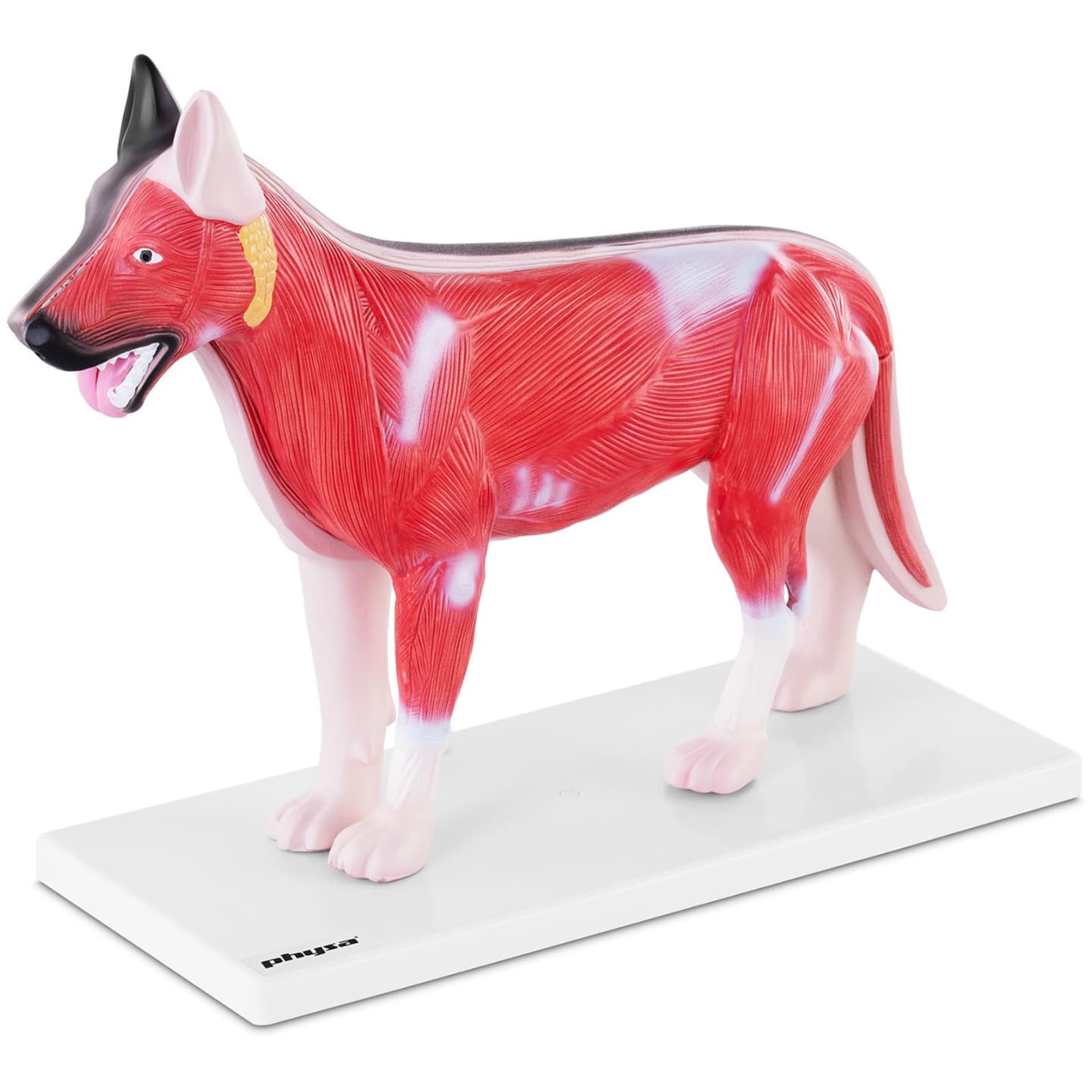 

Model anatomiczny 3D psa z wyjmowanymi organami