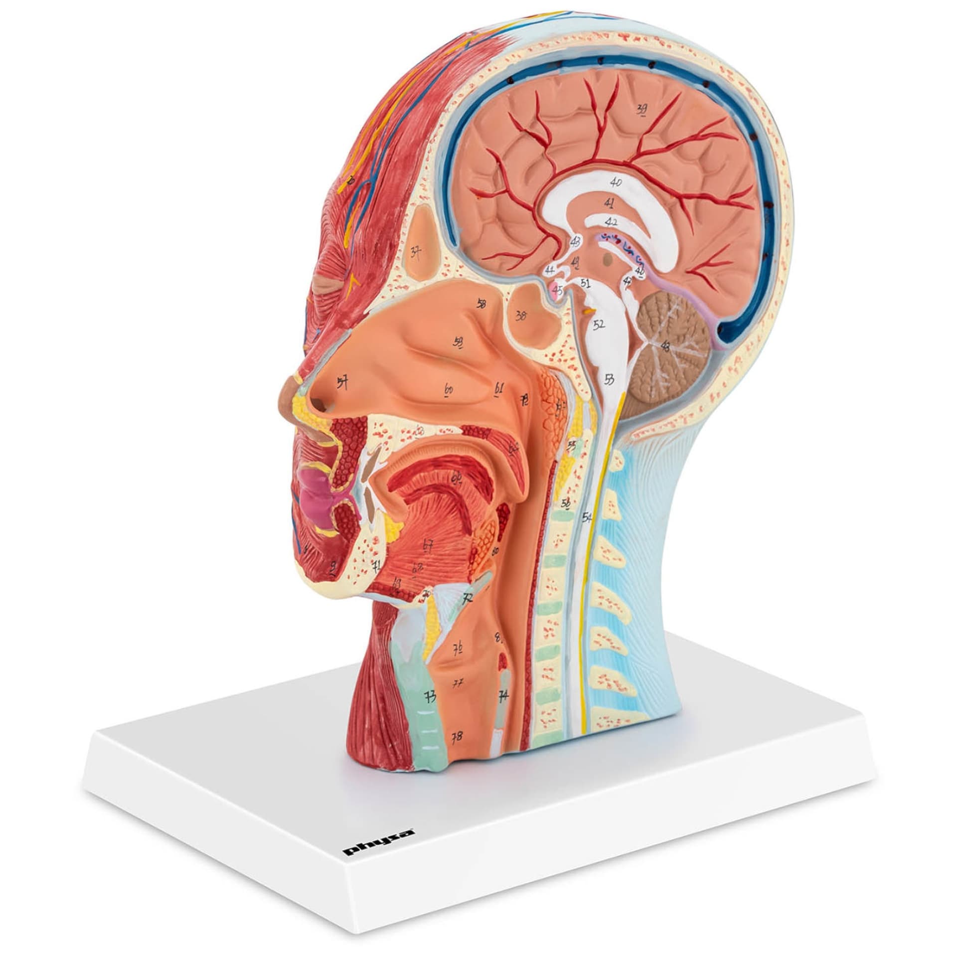 

Model anatomiczny 3D głowy i szyi człowieka skala 1:1