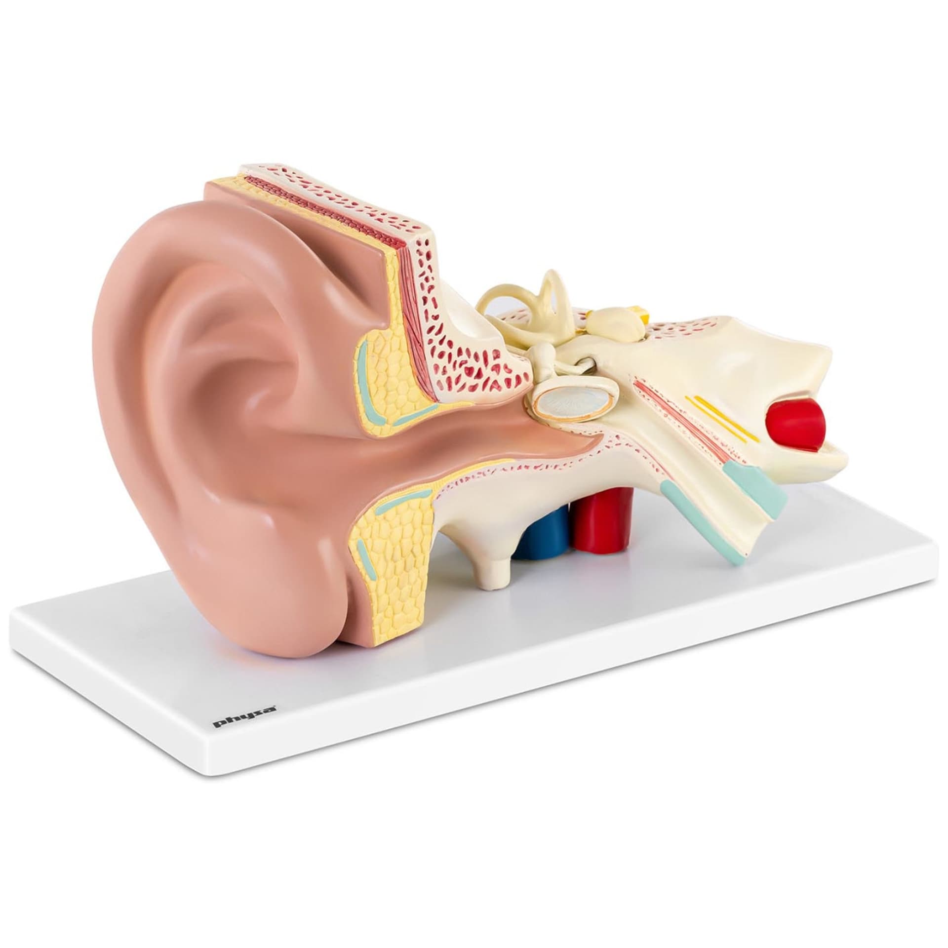

Model anatomiczny 3D ucha człowieka z wyjmowanymi elementami skala 3:1