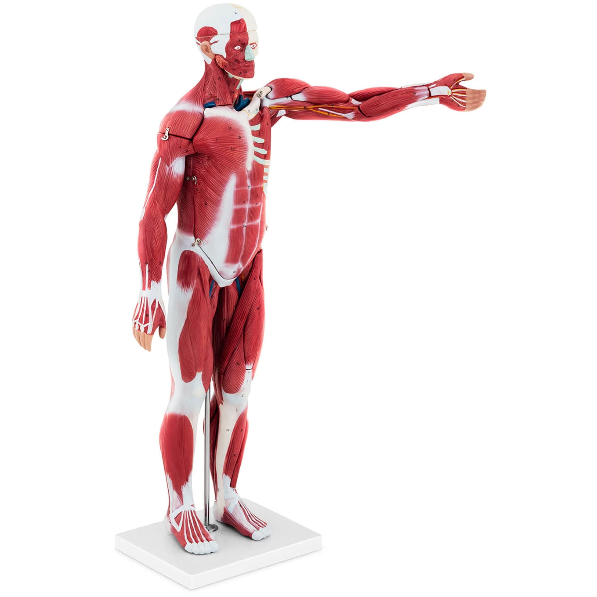 

Model anatomiczny 3D ciała człowieka 27 elementów 76 cm