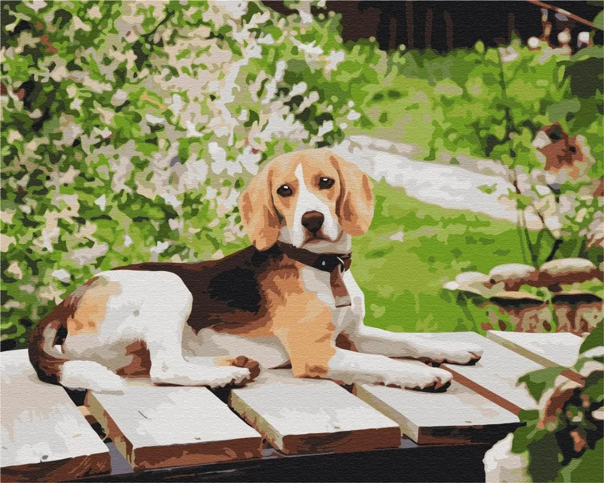 

Obraz Malowanie po numerach - Długouchy przyjaciel