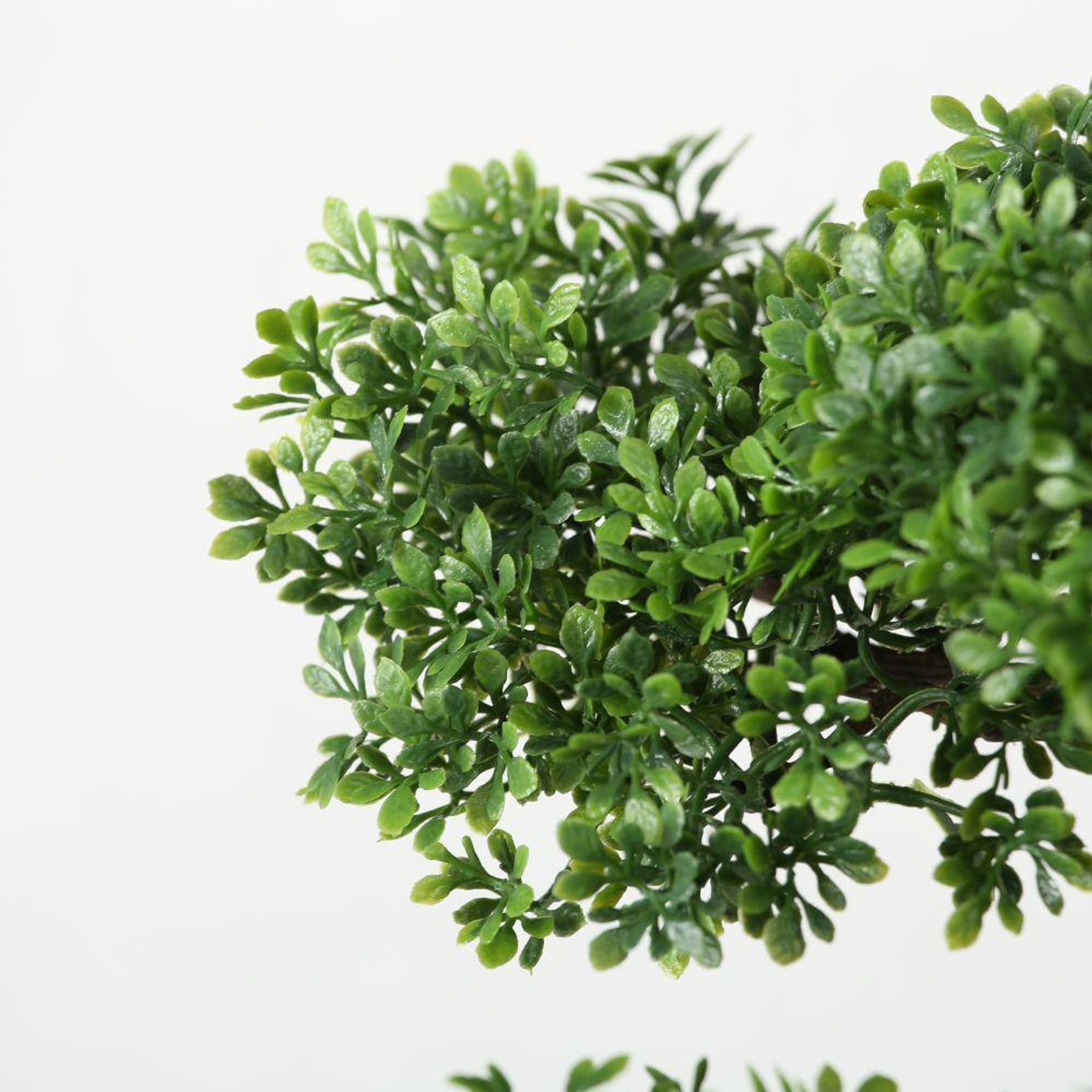 

Drzewko bonsai w doniczce liściaste