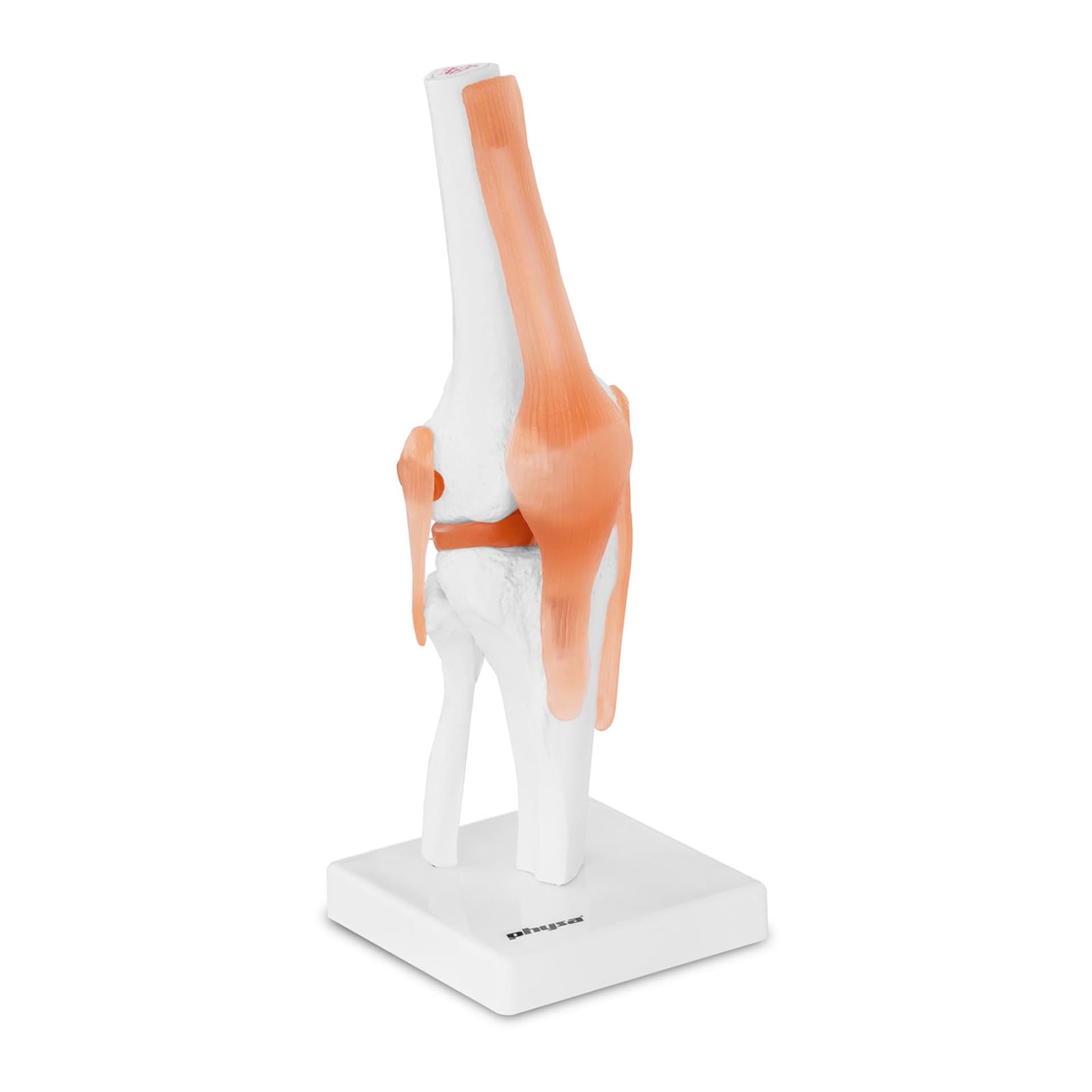 

Model anatomiczny stawu kolanowego w skali 1:1