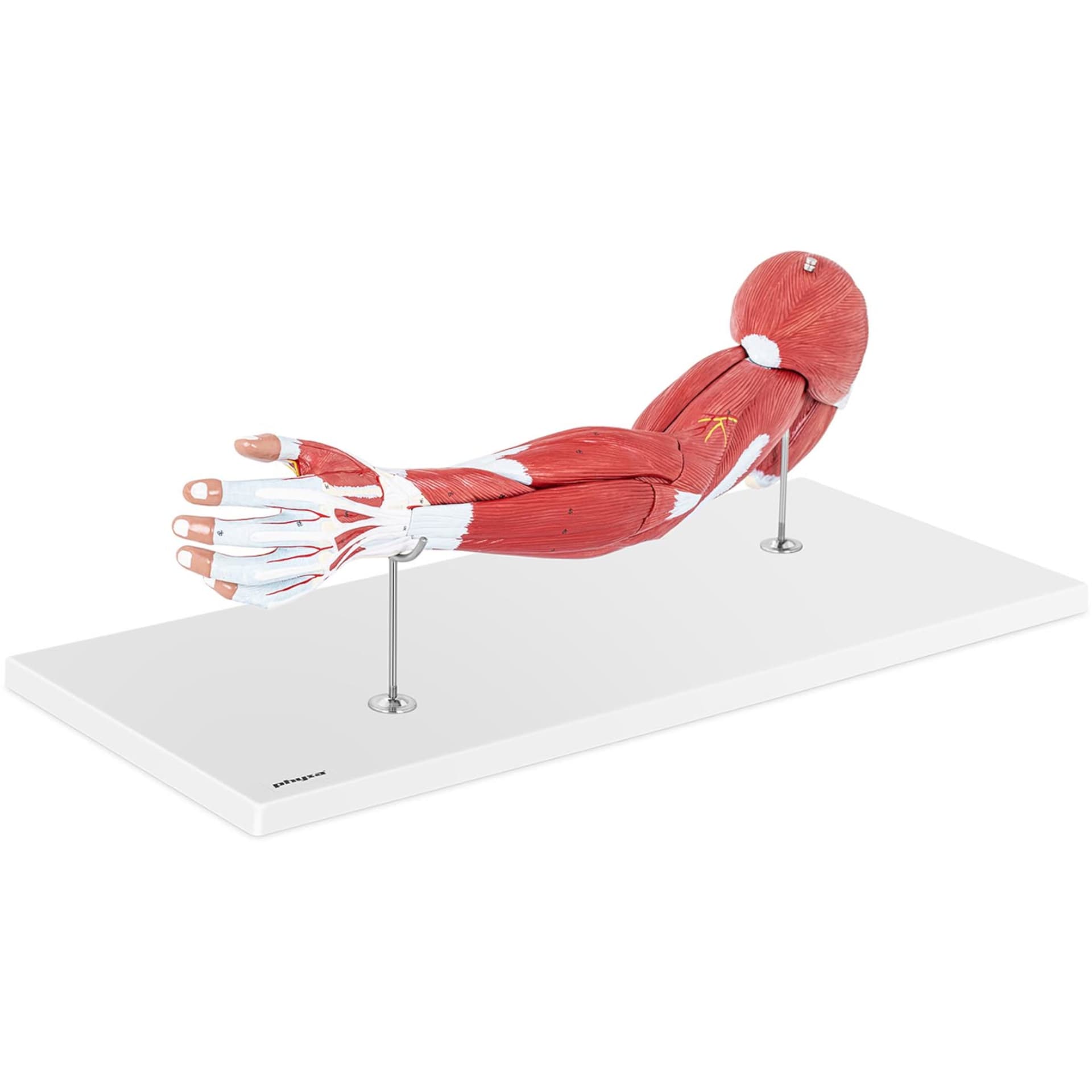 

Model anatomiczny ramienia 3D w skali 1:1