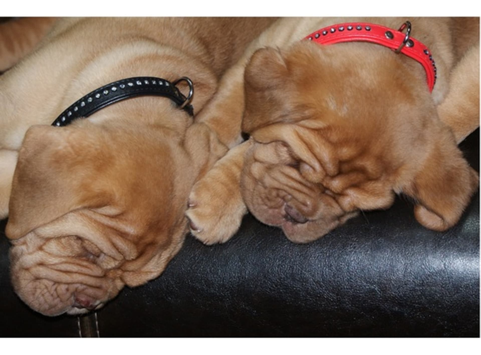 

Dingo Obroża Glamour 1,4x35cm czerwona