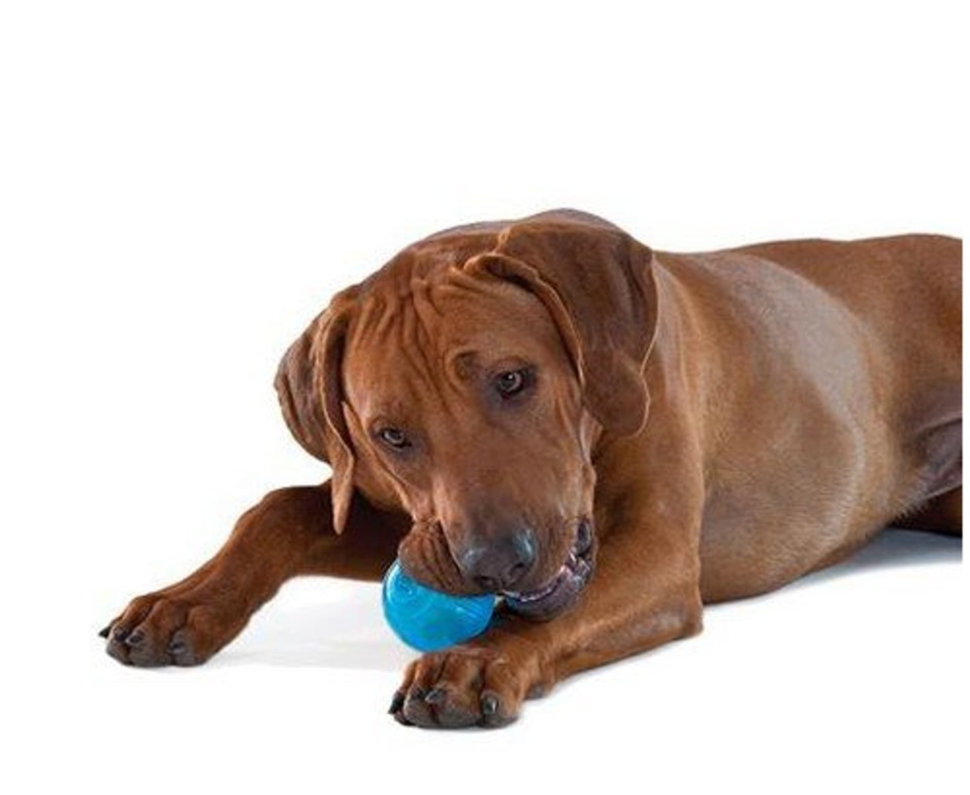 

PETSTAGES ORKA Ball Piłka mała dla psa, niebiesko-mleczna [PS68499]