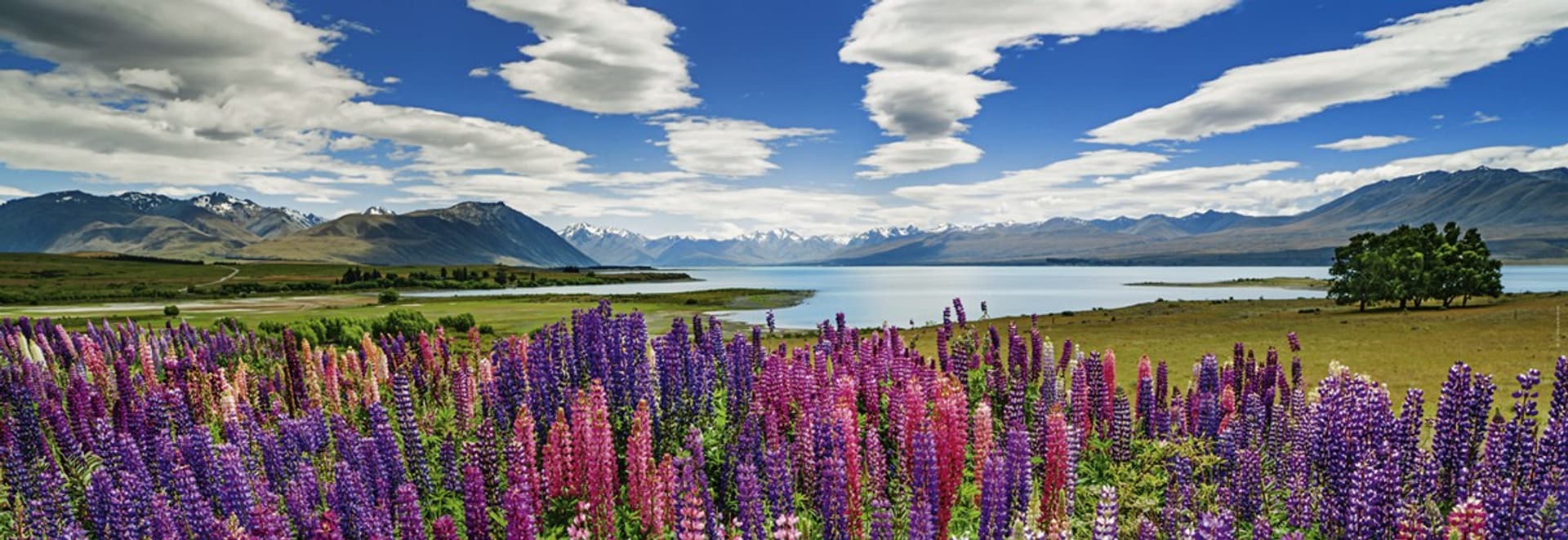 

Puzzle 1000 elementów Jezioro Tekapo