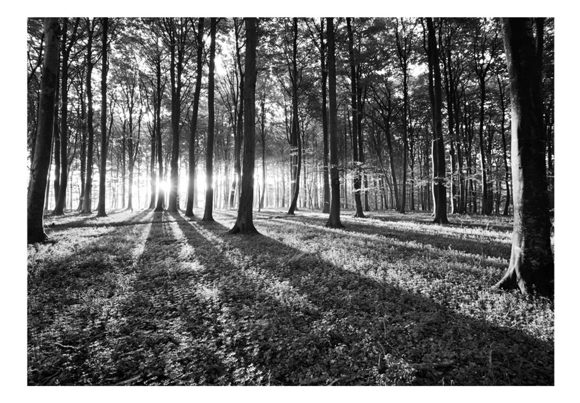 

Fototapeta samoprzylepna - Szara puszcza (rozmiar 245x175)