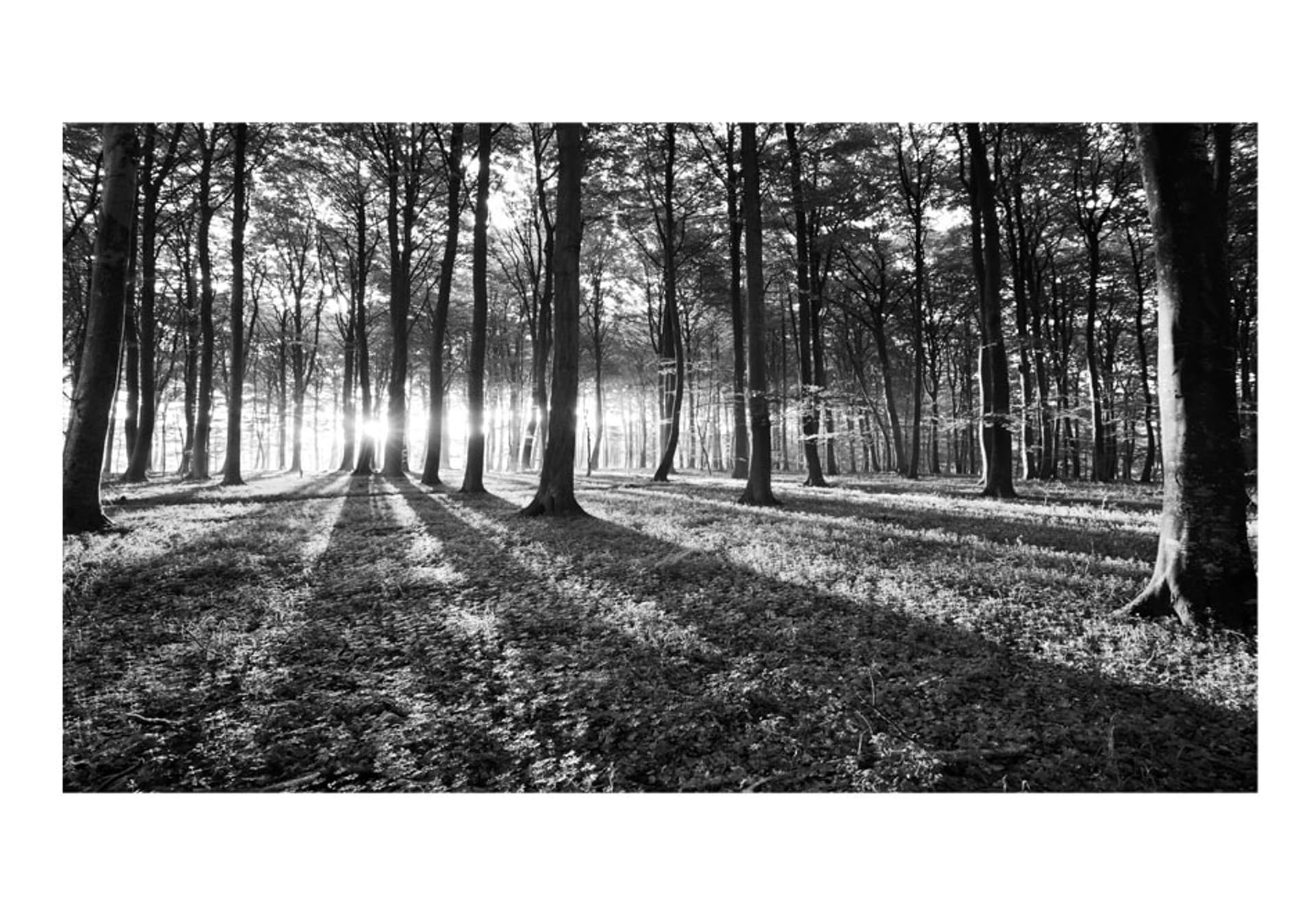 

Fototapeta samoprzylepna - Szara puszcza II (rozmiar 490x280)