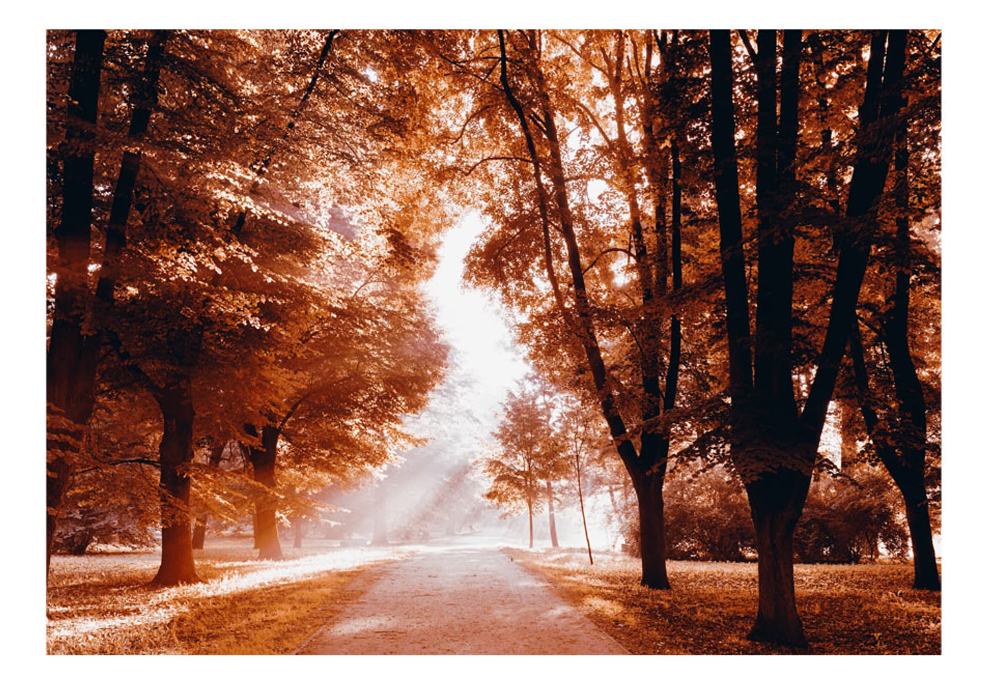 

Fototapeta - Jesienny park (rozmiar 250x175)