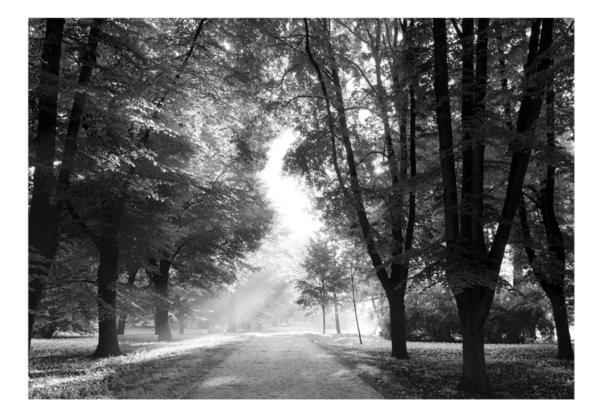 

Fototapeta samoprzylepna - Ścieżka wspomnień (rozmiar 196x140)