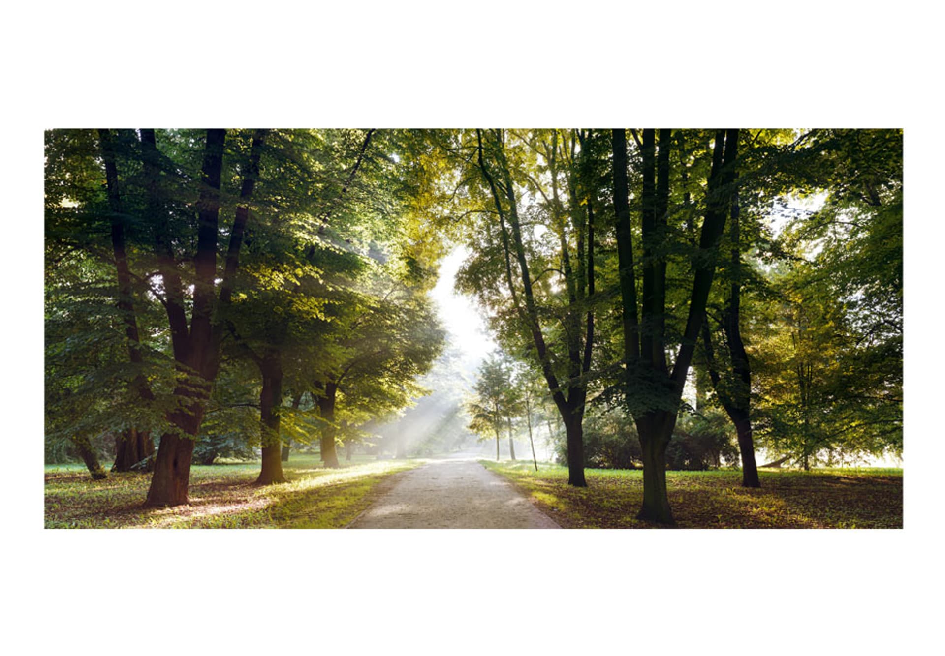 

Fototapeta samoprzylepna - Poranny spacer III (rozmiar 588x280)