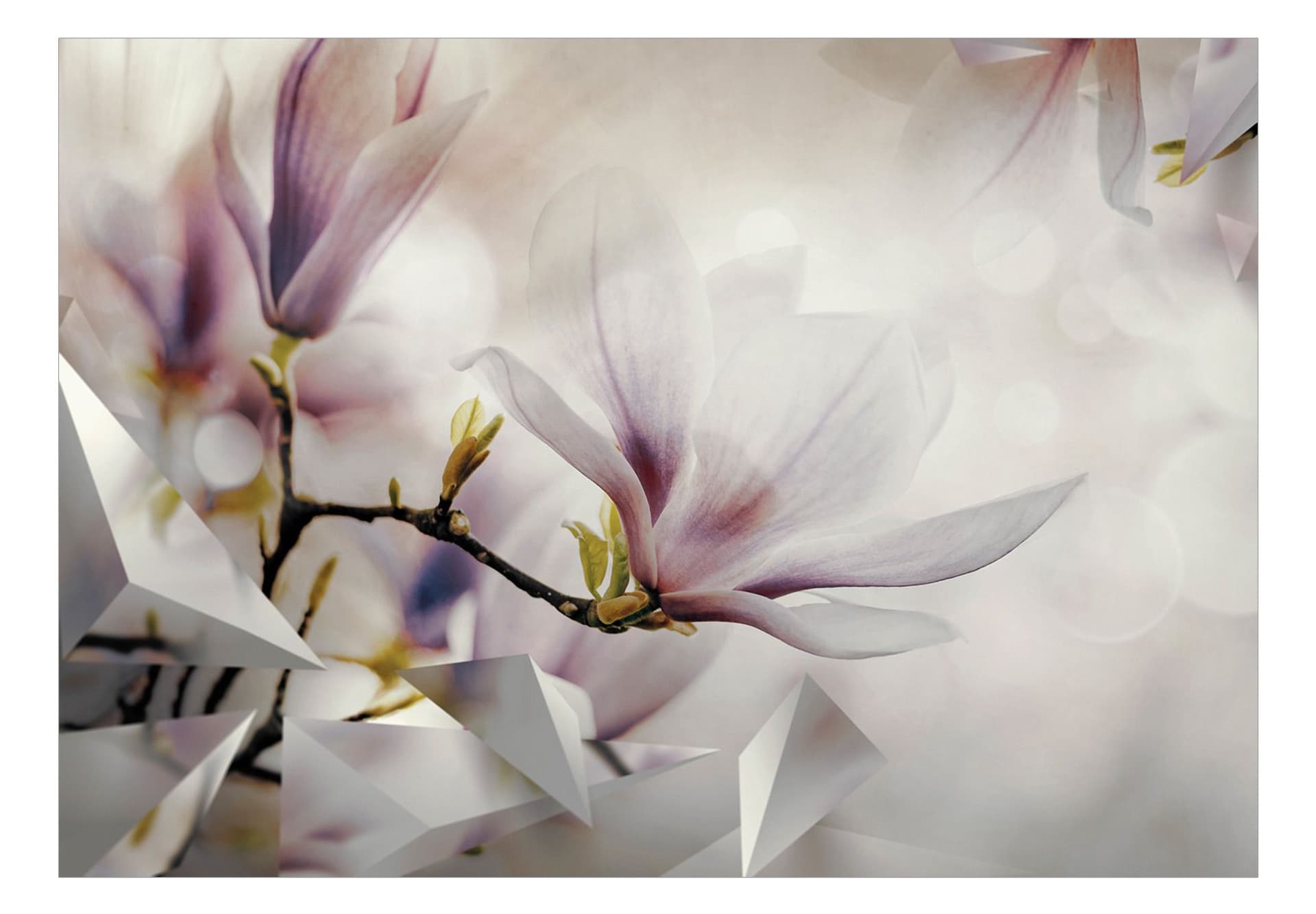 

Fototapeta - Subtelne magnolie - pierwszy wariant (rozmiar 200x140)