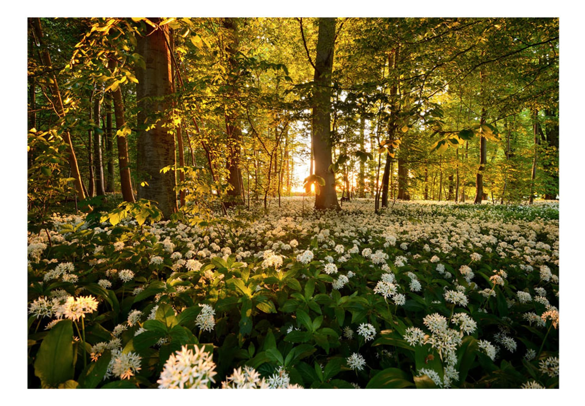 

Fototapeta - Leśna flora (rozmiar 200x140)
