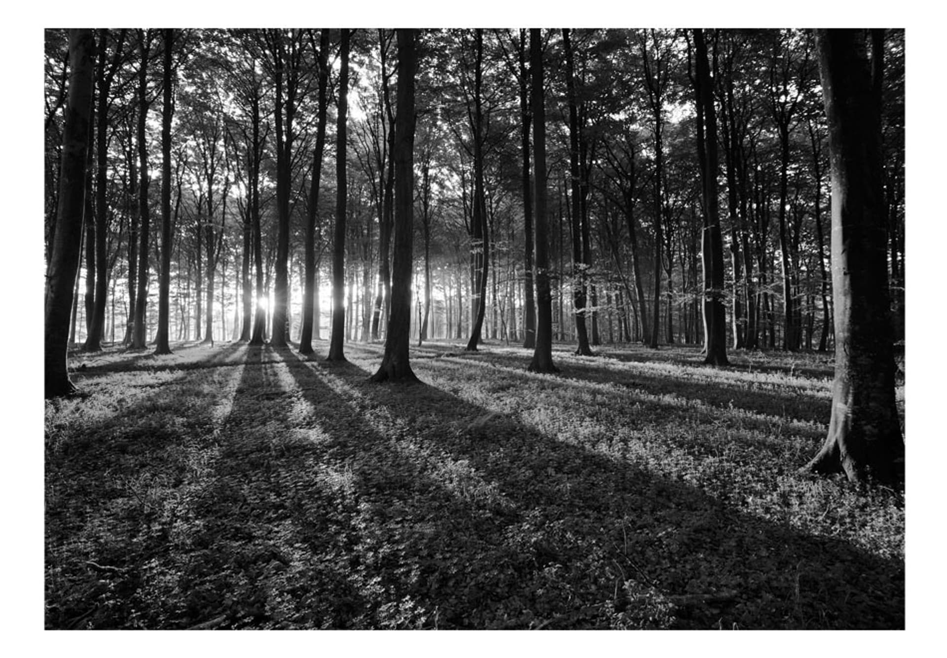 

Fototapeta samoprzylepna - The Light in the Forest (rozmiar 392x280)
