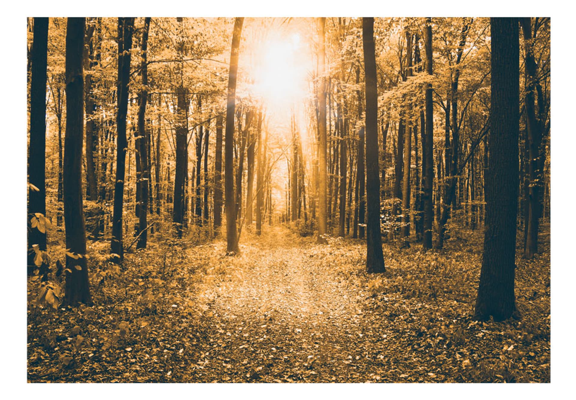 

Fototapeta - Magiczne światło (rozmiar 350x245)