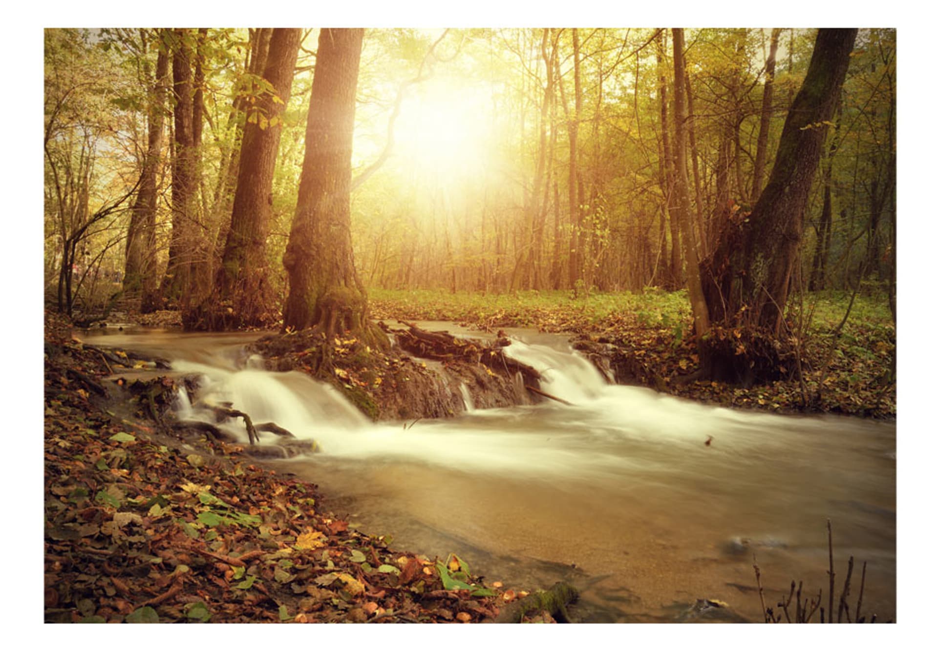 

Fototapeta - Słoneczny nurt (rozmiar 350x245)