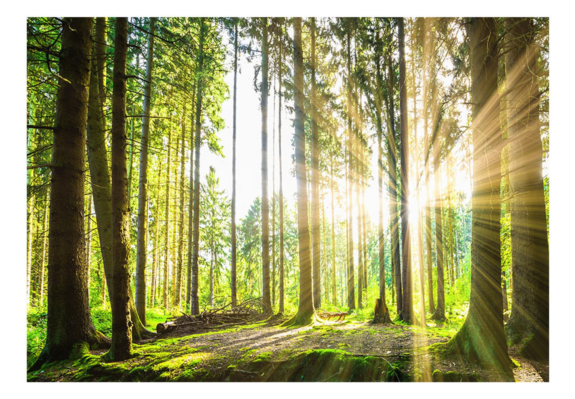 

Fototapeta samoprzylepna - Leśne opowieści (rozmiar 98x70)