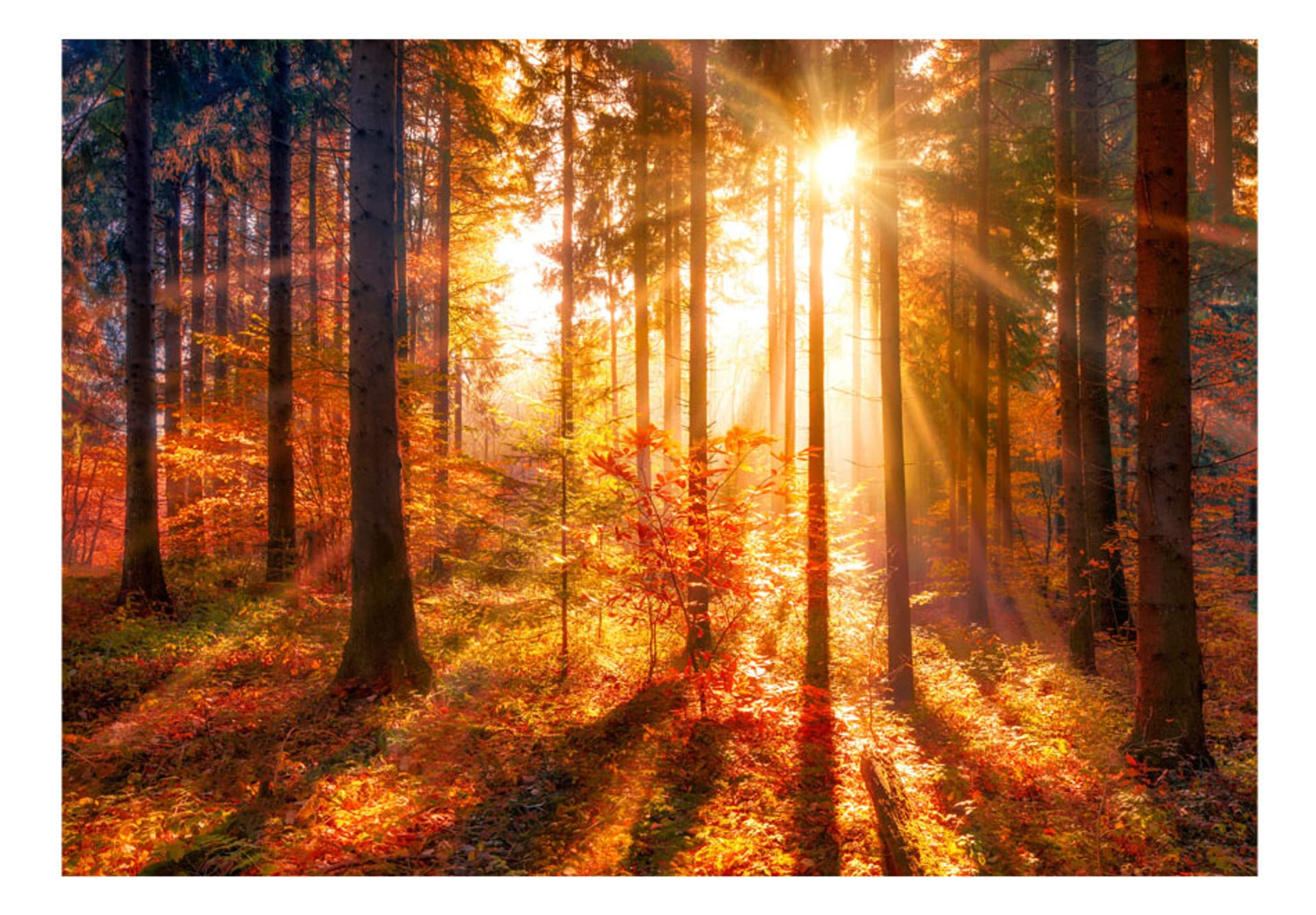 

Fototapeta samoprzylepna - Jesienny czas (rozmiar 392x280)