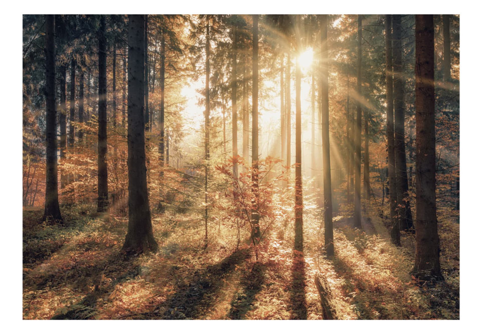 

Fototapeta samoprzylepna - Jesienny bór (rozmiar 392x280)