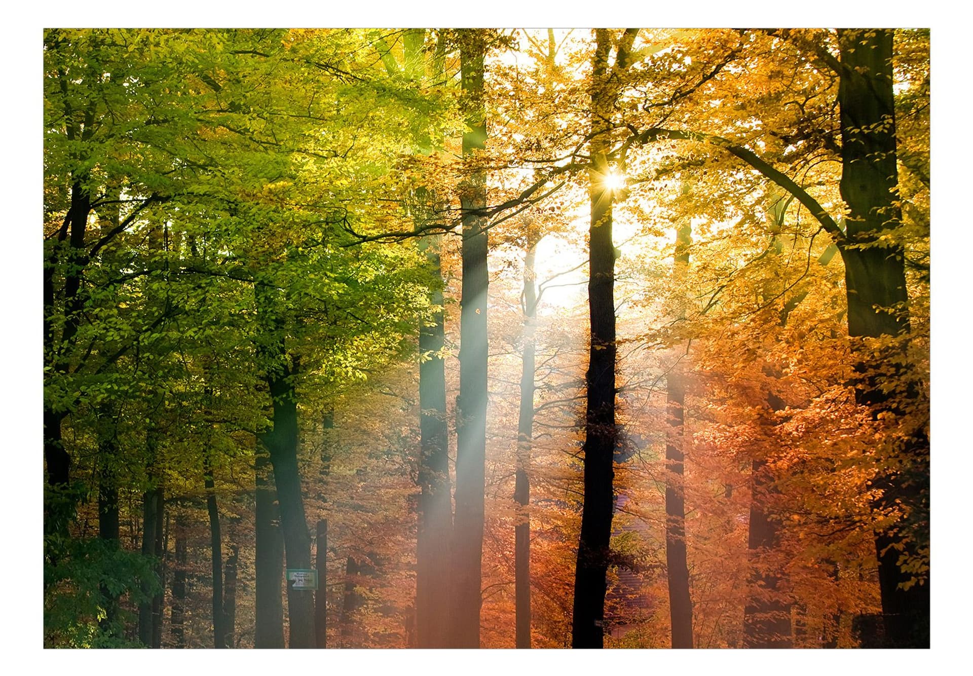 

Fototapeta samoprzylepna - Kolory lasu (rozmiar 147x105)