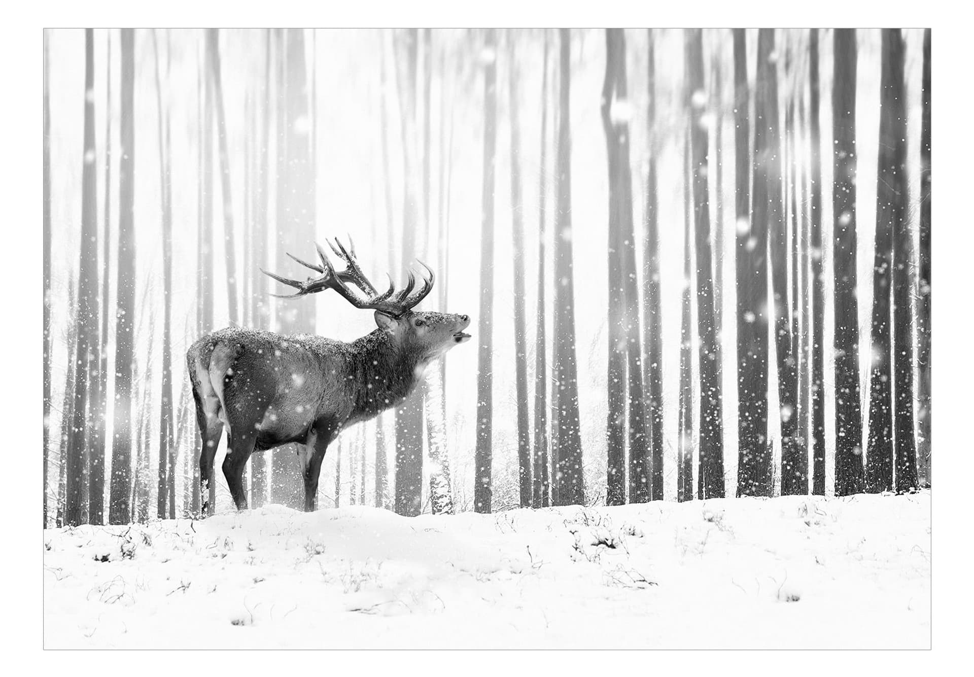 

Fototapeta samoprzylepna - Jeleń na śniegu (czarno-biały) (rozmiar 245x175)