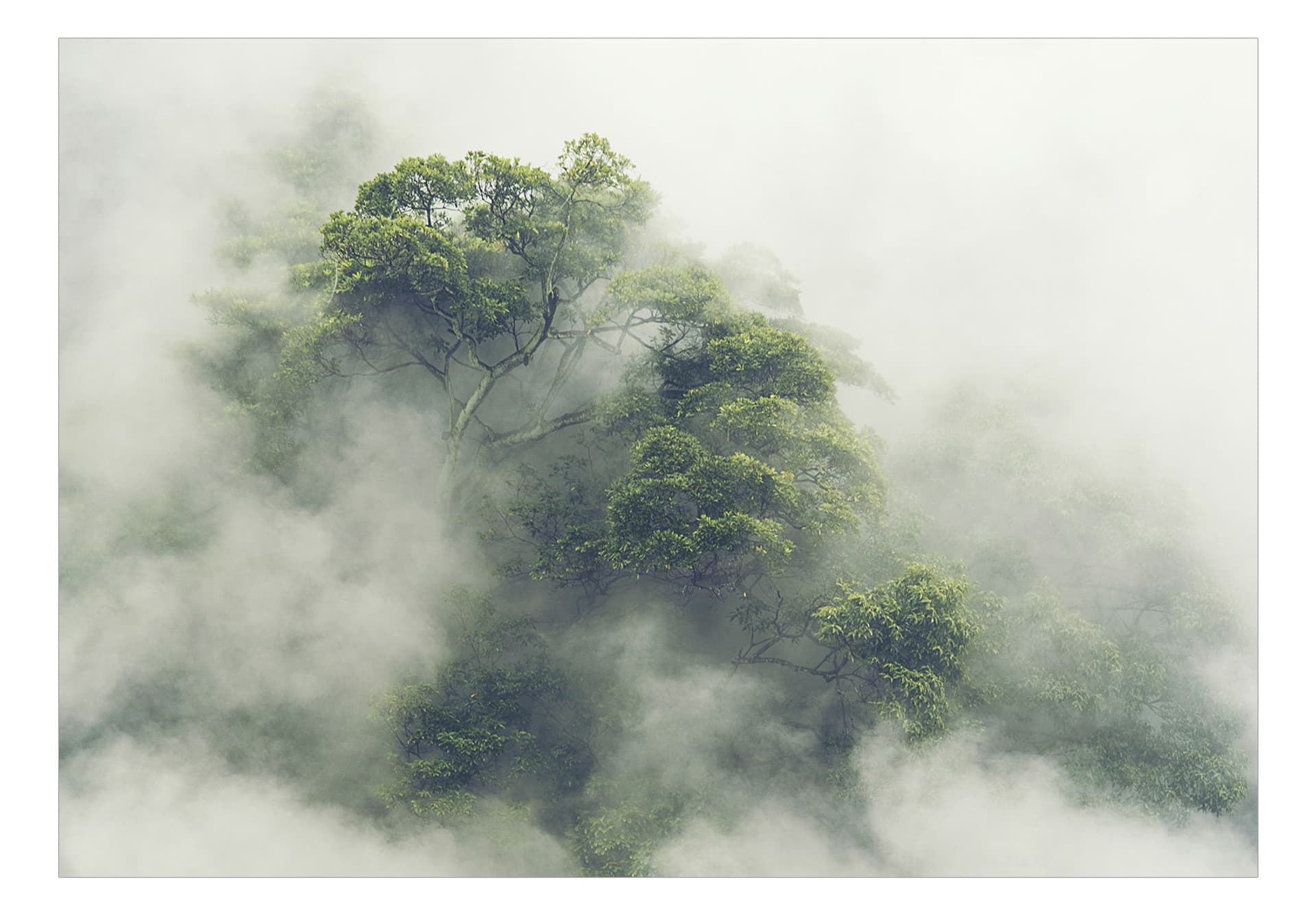 

Fototapeta - Mglista Amazonia (rozmiar 100x70)