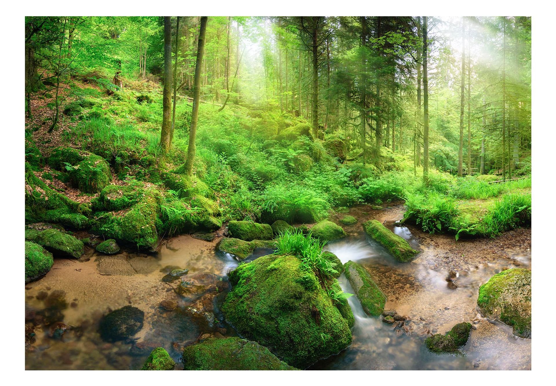 

Fototapeta samoprzylepna - Wilgotny Las (rozmiar 392x280)
