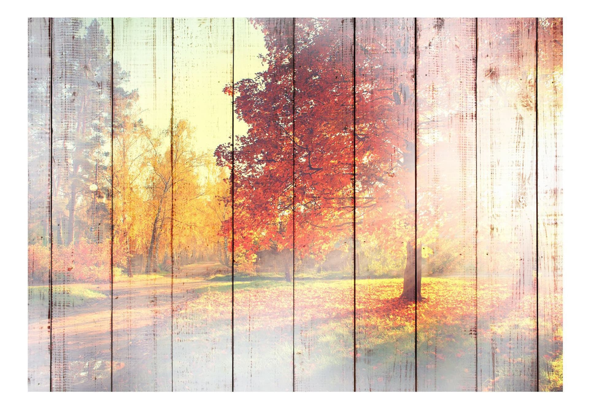 

Fototapeta - Jesienne słońce (rozmiar 400x280)