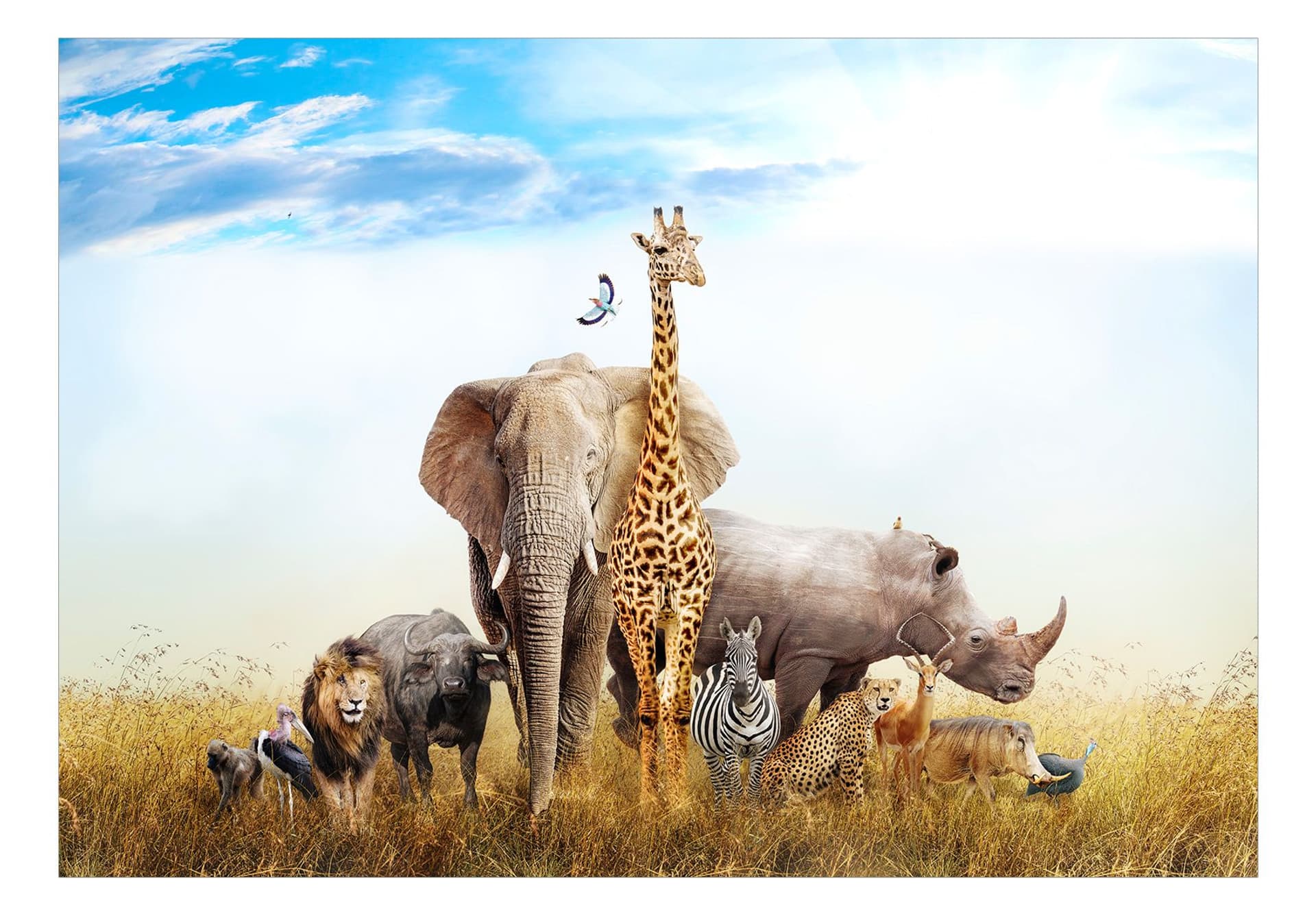 

Fototapeta - Fauna Afryki (rozmiar 300x210)