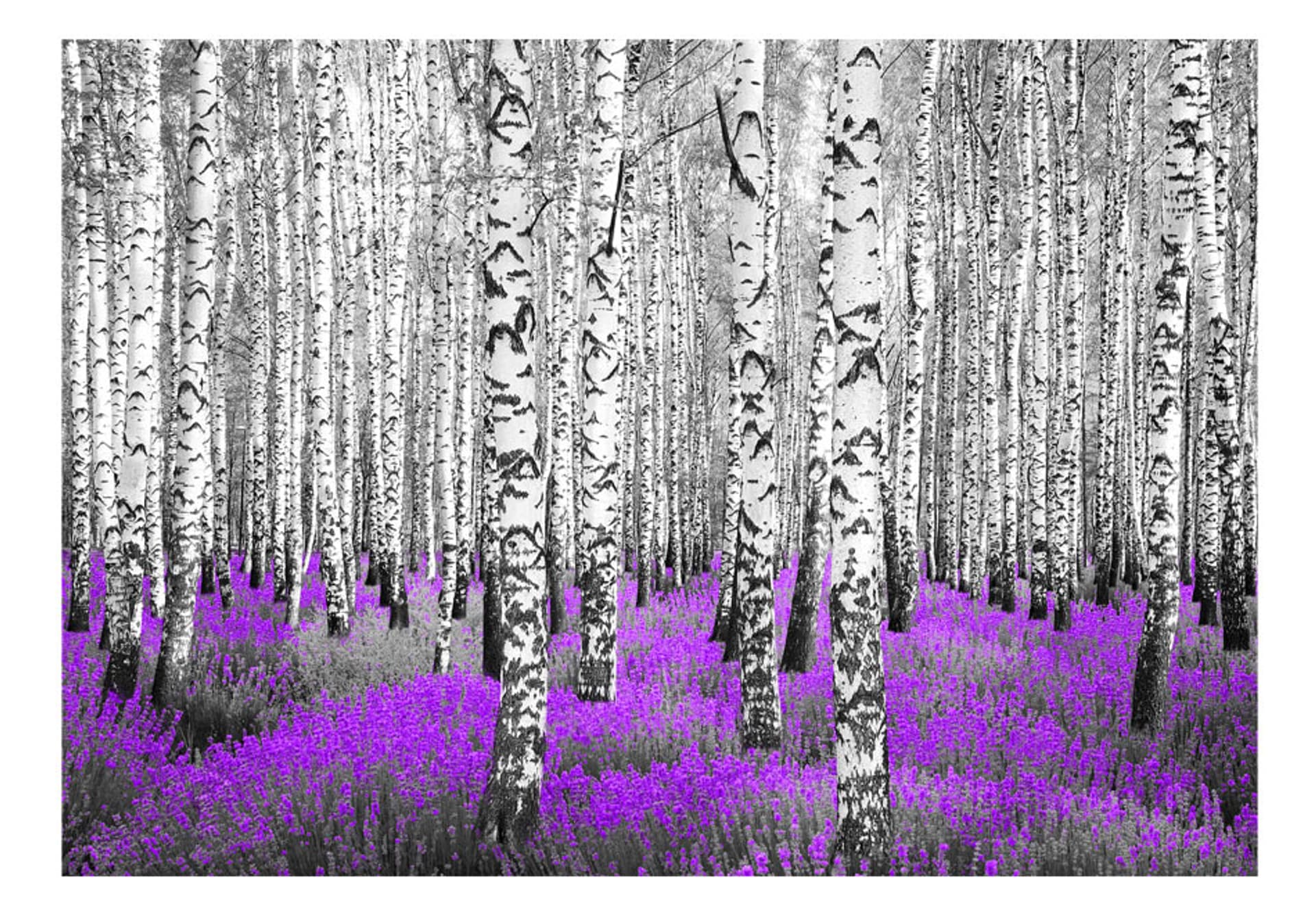 

Fototapeta - Purpurowy azyl (rozmiar 350x245)