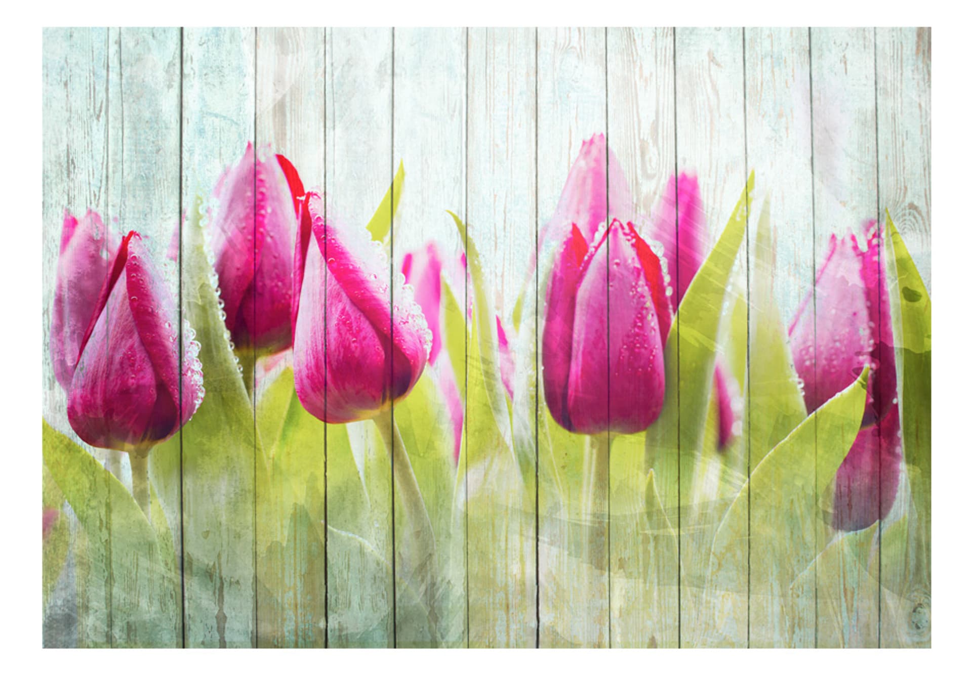 

Fototapeta - Tulipany na białym drewnie (rozmiar 400x280)