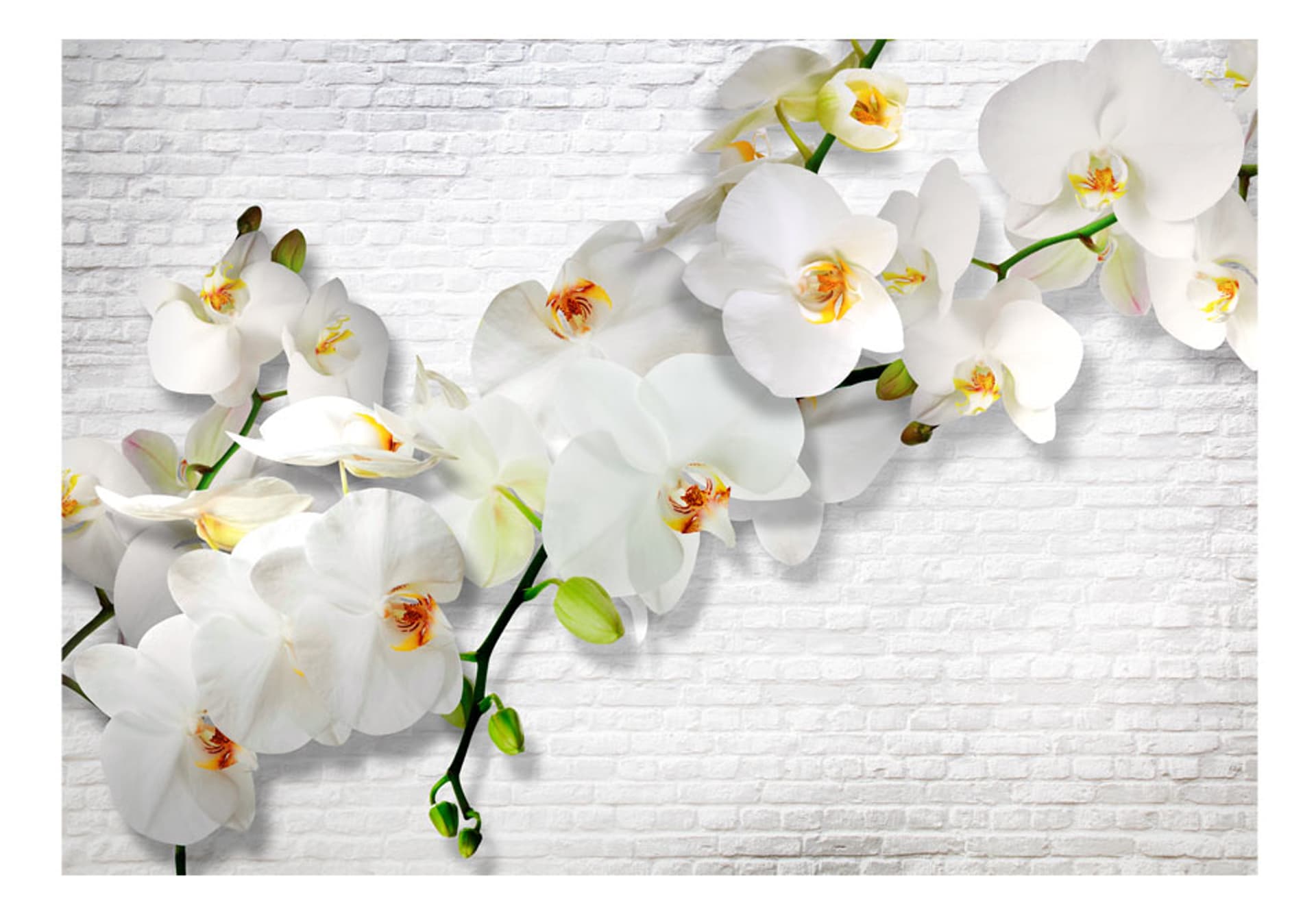 

Fototapeta - Miejska orchidea (rozmiar 350x245)