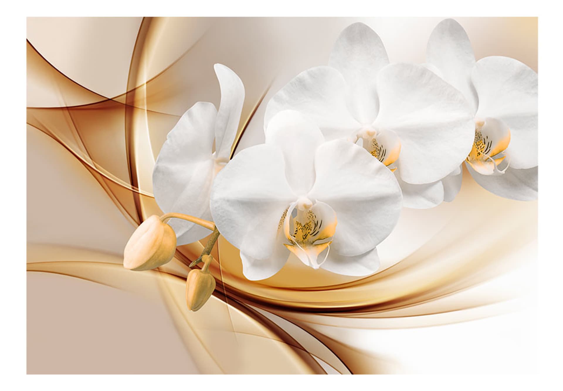 

Fototapeta - Kwiat orchidei (rozmiar 250x175)