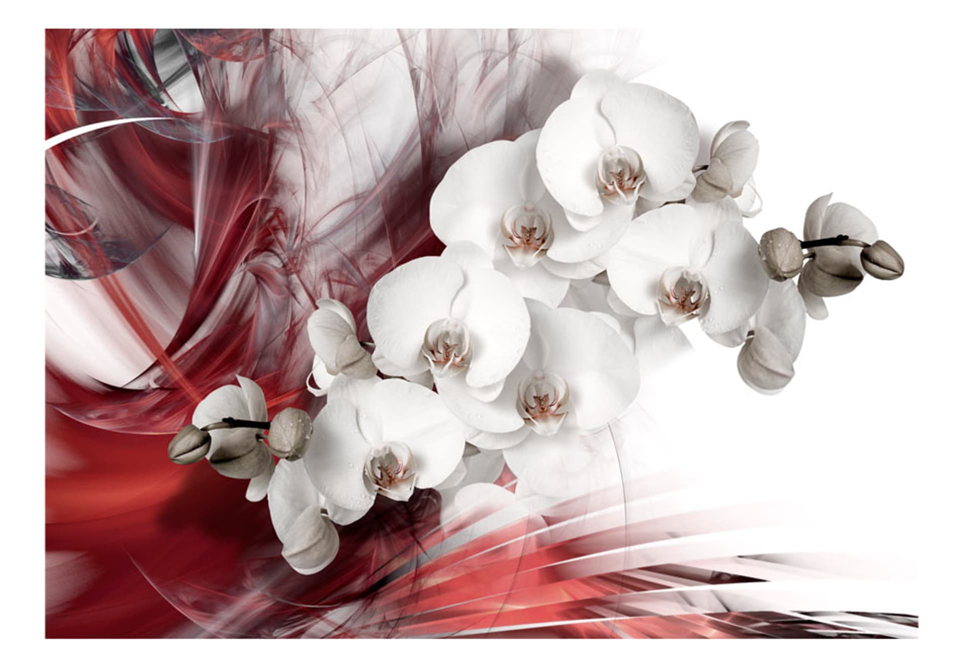 

Fototapeta - Orchidea w czerwieni (rozmiar 200x140)