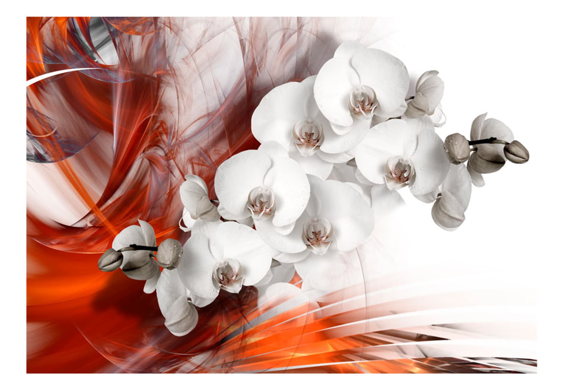

Fototapeta - Orchidea w ogniu II (rozmiar 400x280)
