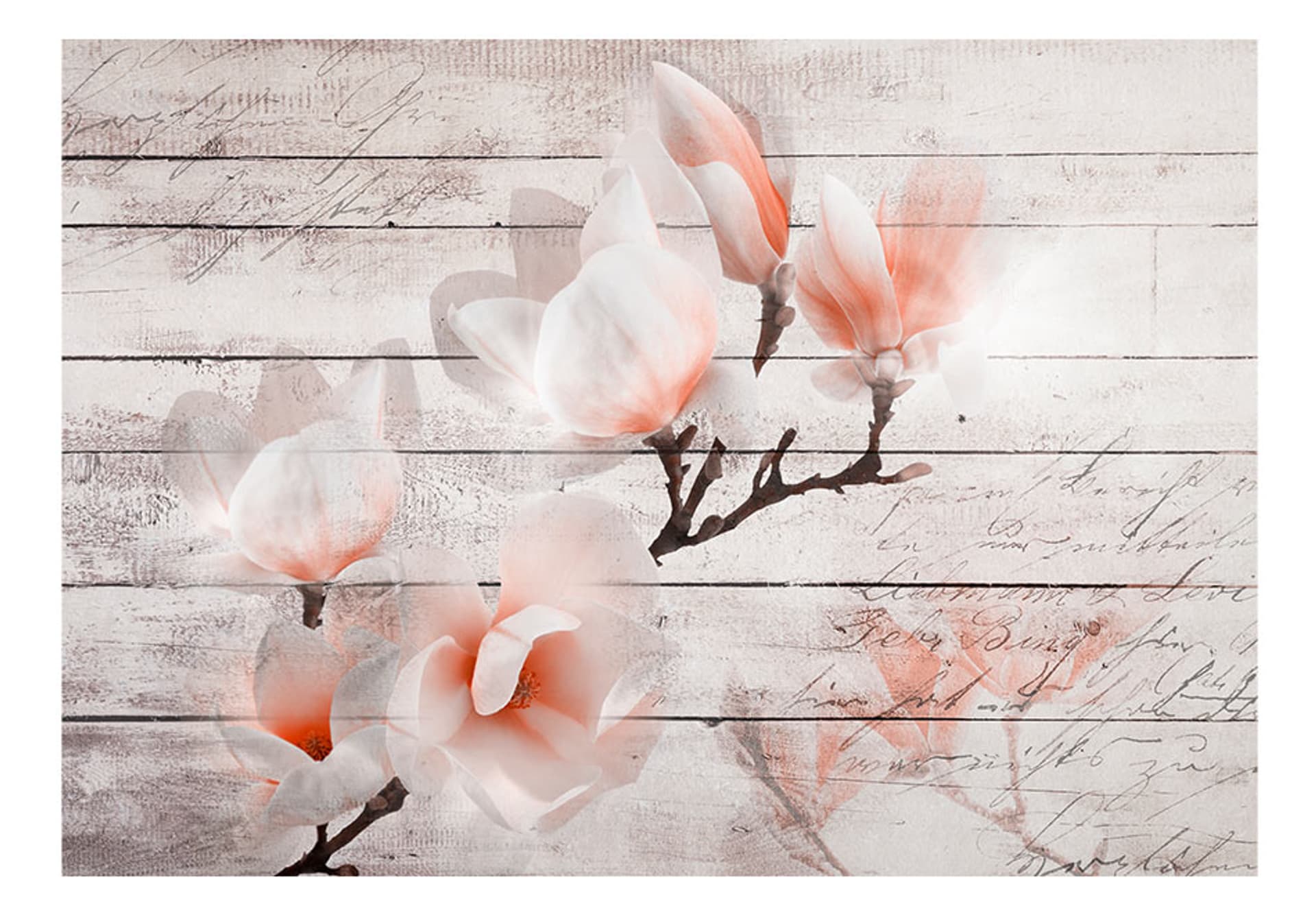 

Fototapeta - Subtelność Magnolii (rozmiar 350x245)