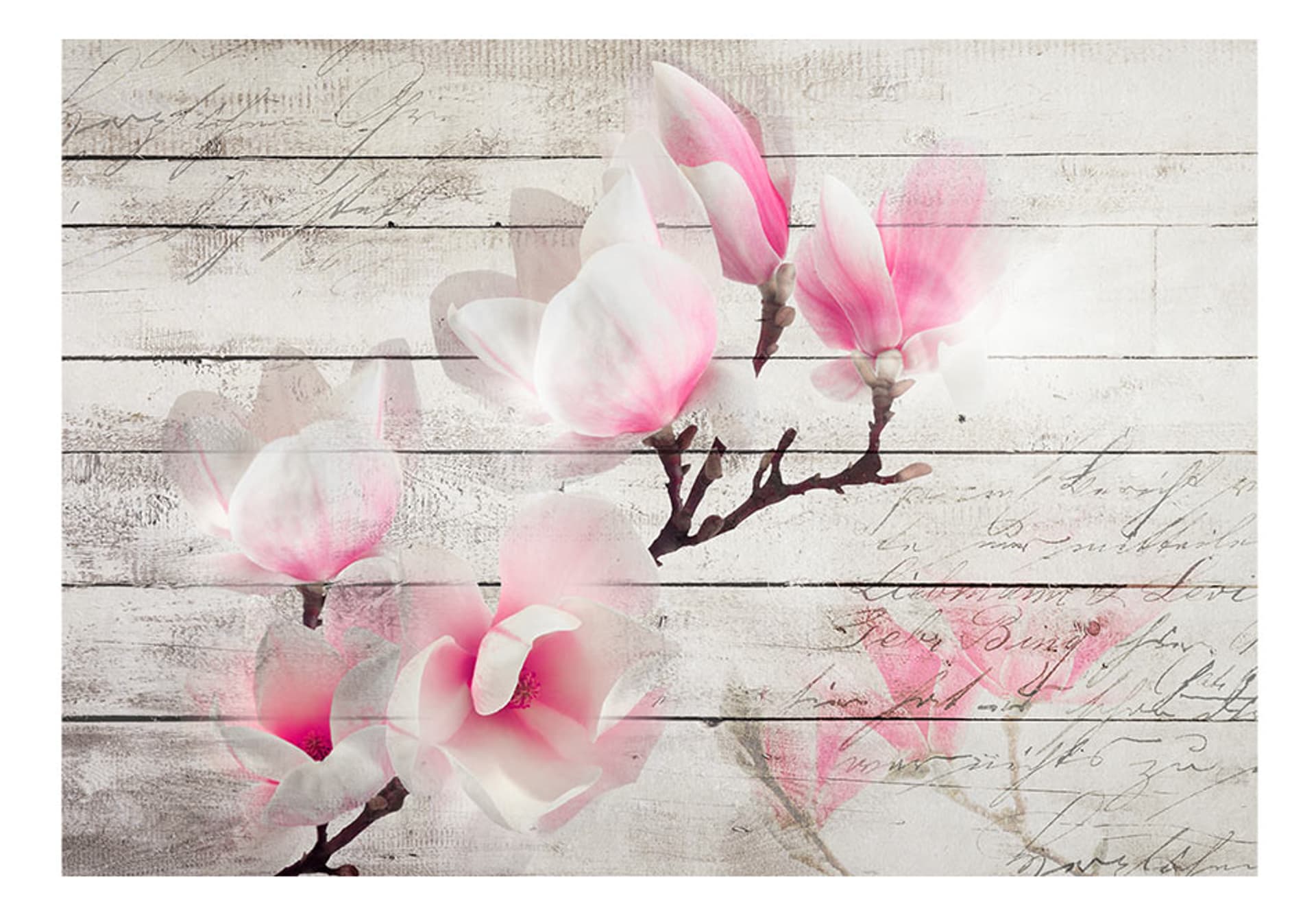 

Fototapeta - Delikatność Magnolii (rozmiar 250x175)