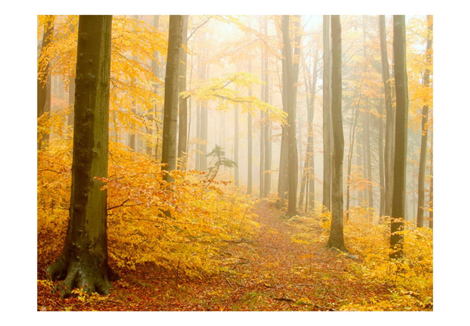 

Fototapeta - las - jesień (rozmiar 200x154)