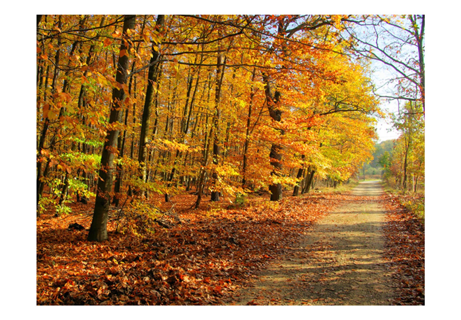 

Fototapeta - Beech forest (rozmiar 400x309)