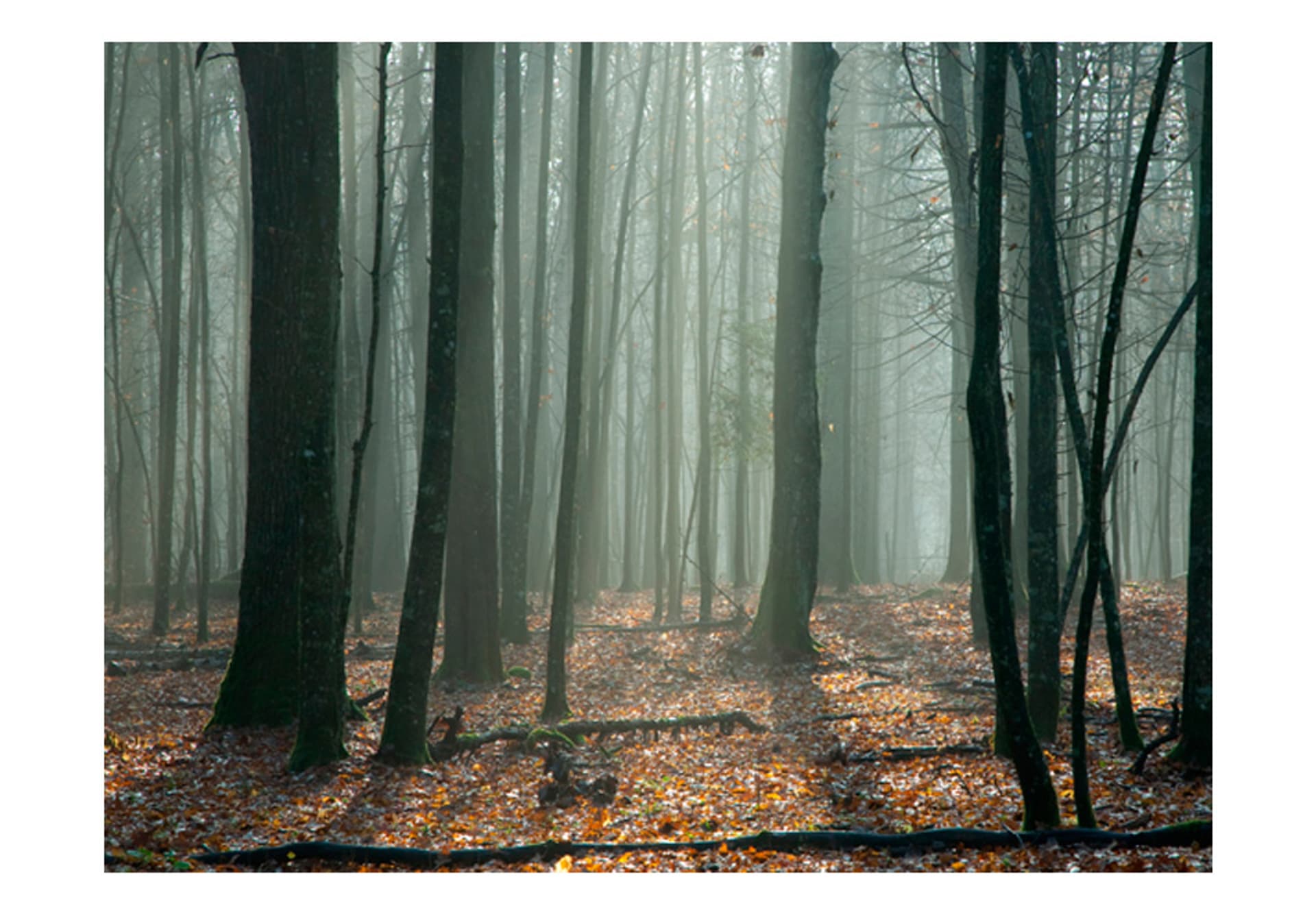 

Fototapeta - Witches' forest (rozmiar 200x154)