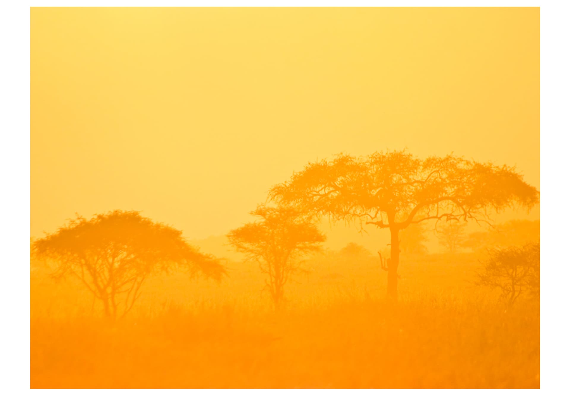 

Fototapeta - Orange savanna (rozmiar 400x309)