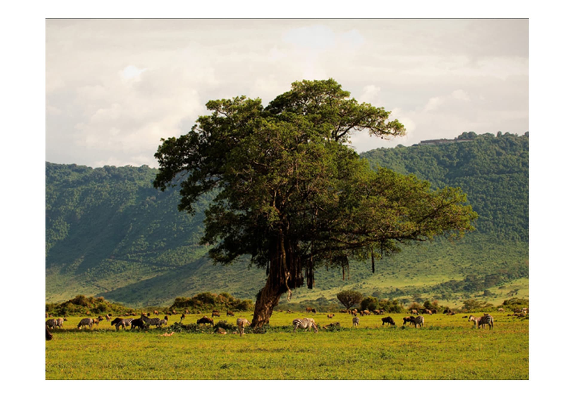 

Fototapeta - In a crater of Ngoro ngoro (rozmiar 200x154)