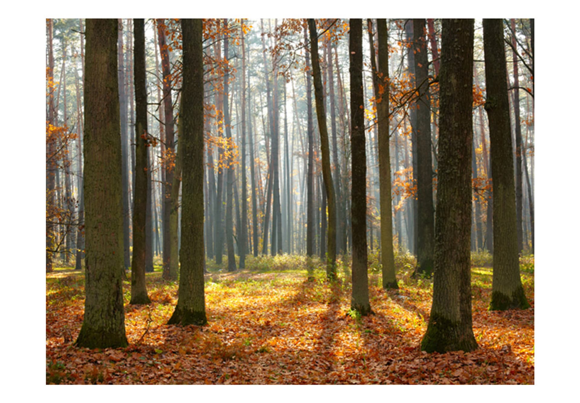 

Fototapeta - Autumn trees (rozmiar 300x231)